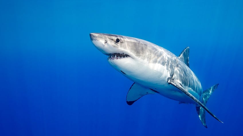 Great white shark in the ocean