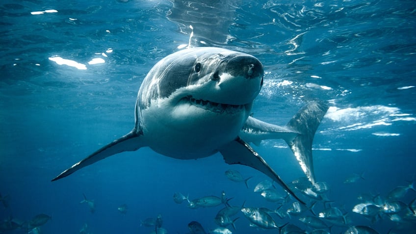 large great white shark undwerwater