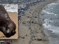 California sea lion dies after being shot; police hunt for gunman