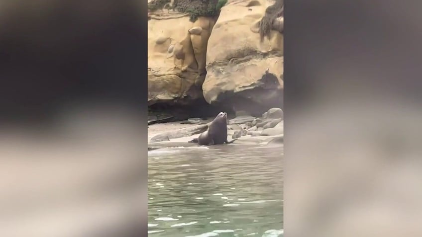 california sea lions charge toward startled beachgoers emptying busy cove