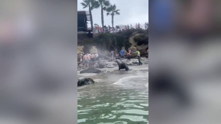 california sea lions charge toward startled beachgoers emptying busy cove