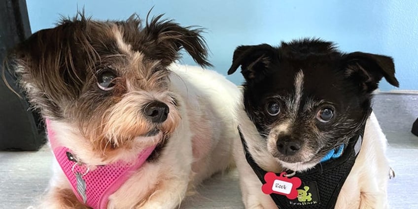 california senior dogs are strongly bonded and up for adoption meet rock and roll