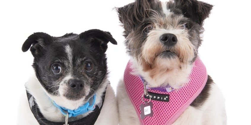 california senior dogs are strongly bonded and up for adoption meet rock and roll