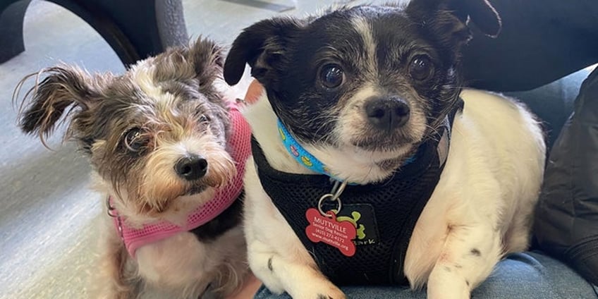 california senior dogs are strongly bonded and up for adoption meet rock and roll