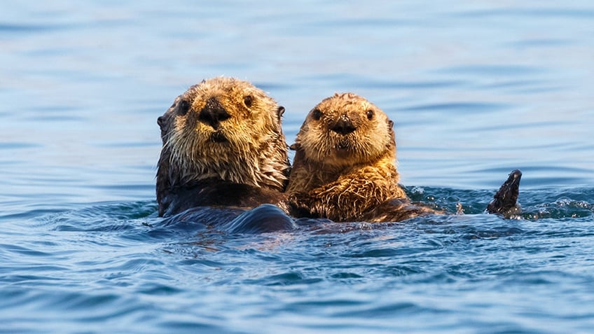 california swimmer says aggressive otters bit him a dozen times they wanted to kill me