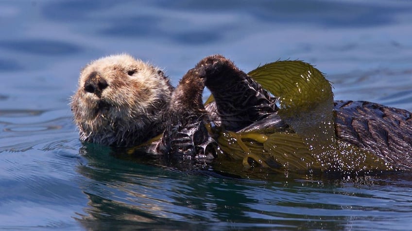 california swimmer says aggressive otters bit him a dozen times they wanted to kill me