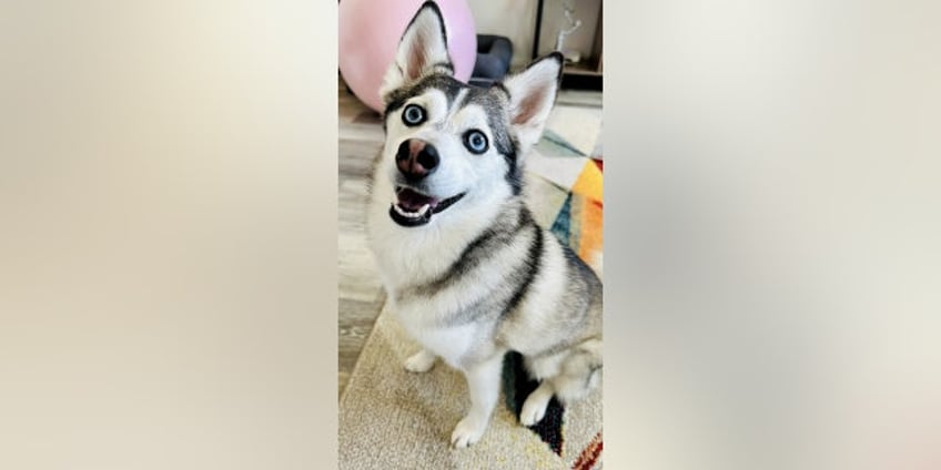 california woman about to give birth teaches dog how to speak to husband ask for food and pampering