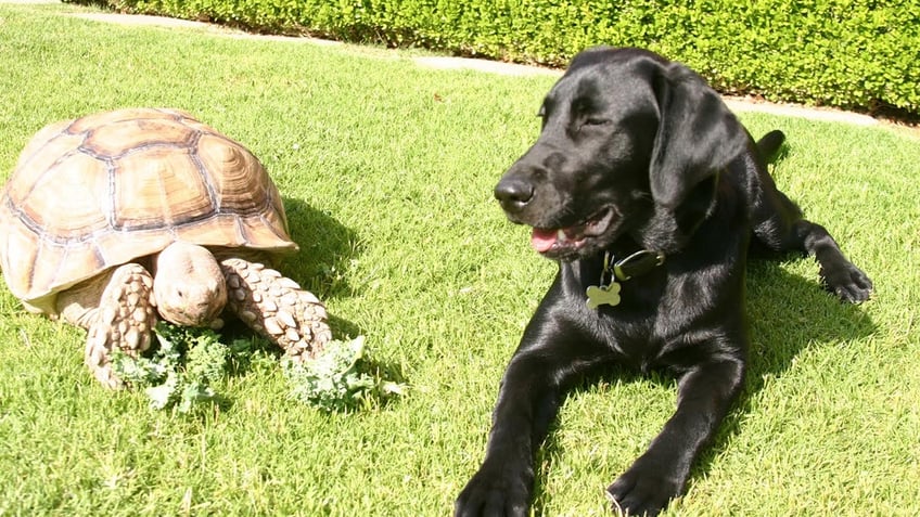 california woman goes viral for 22 year friendship with tortoise she received for christmas as a child