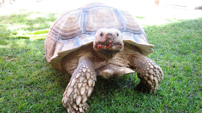 california woman goes viral for 22 year friendship with tortoise she received for christmas as a child