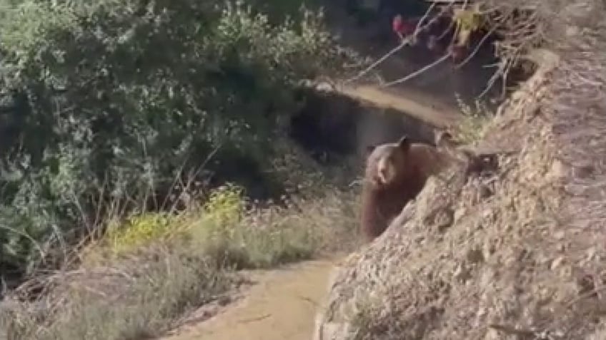 california woman roars at approaching bear cubs on sierra madre hiking trail video