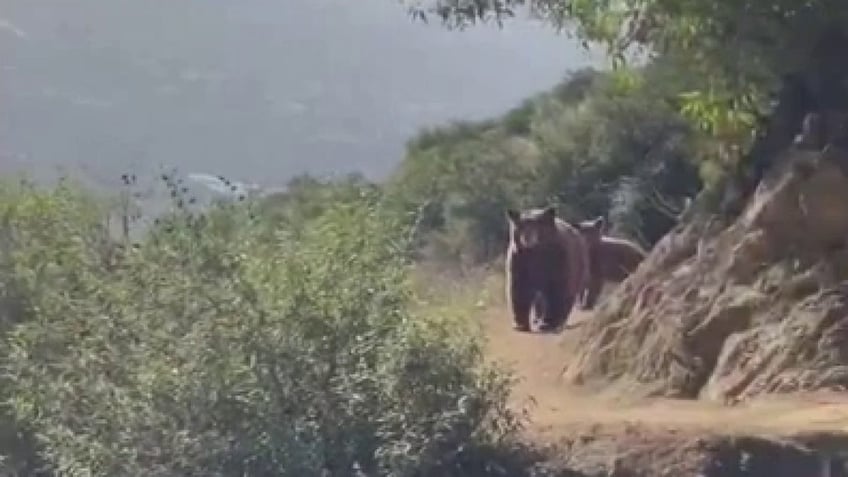 california woman roars at approaching bear cubs on sierra madre hiking trail video