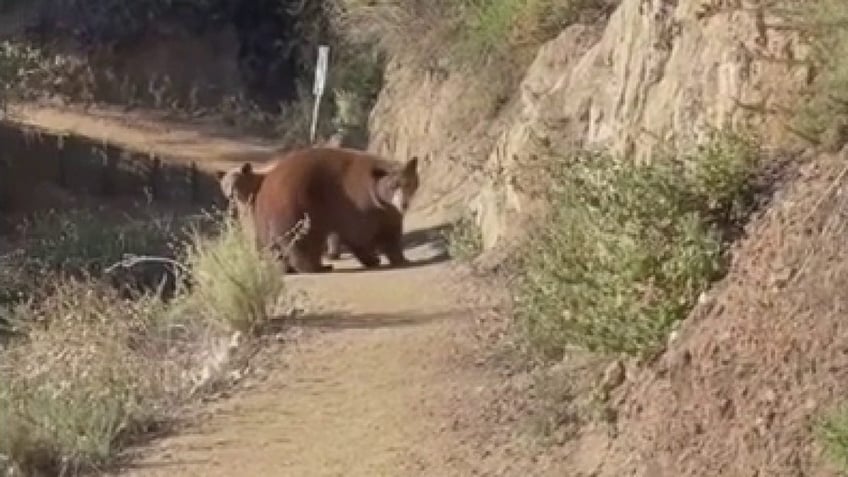 california woman roars at approaching bear cubs on sierra madre hiking trail video