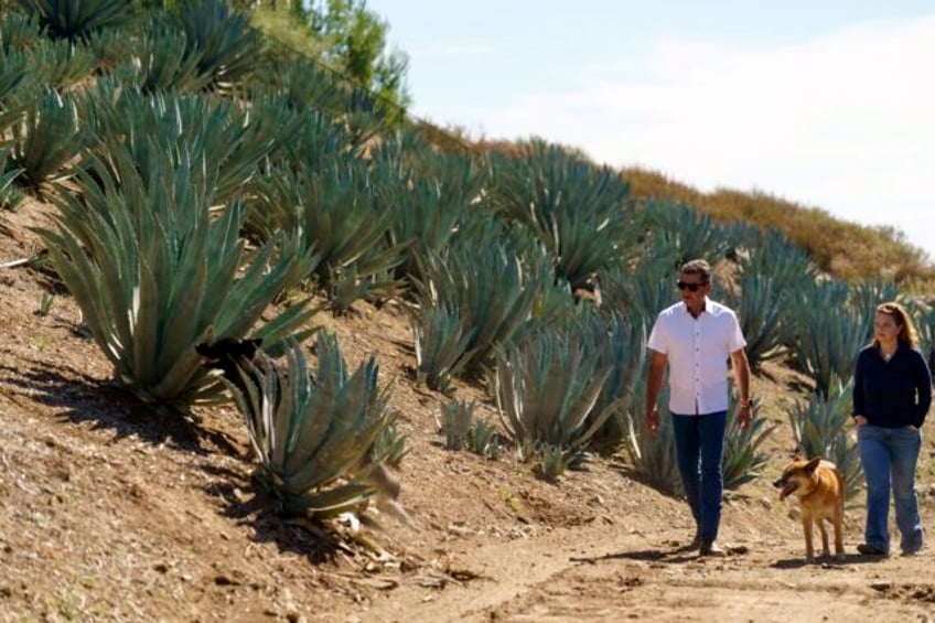 californians bet farming agave for spirits holds key to weathering drought and groundwater limits