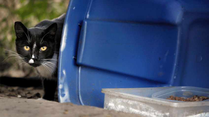 cat outside Cal State Long Beach