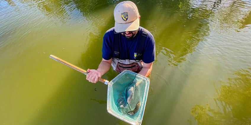 californias only native sunfish may see a population rebound as heat threatens cold water invasive species