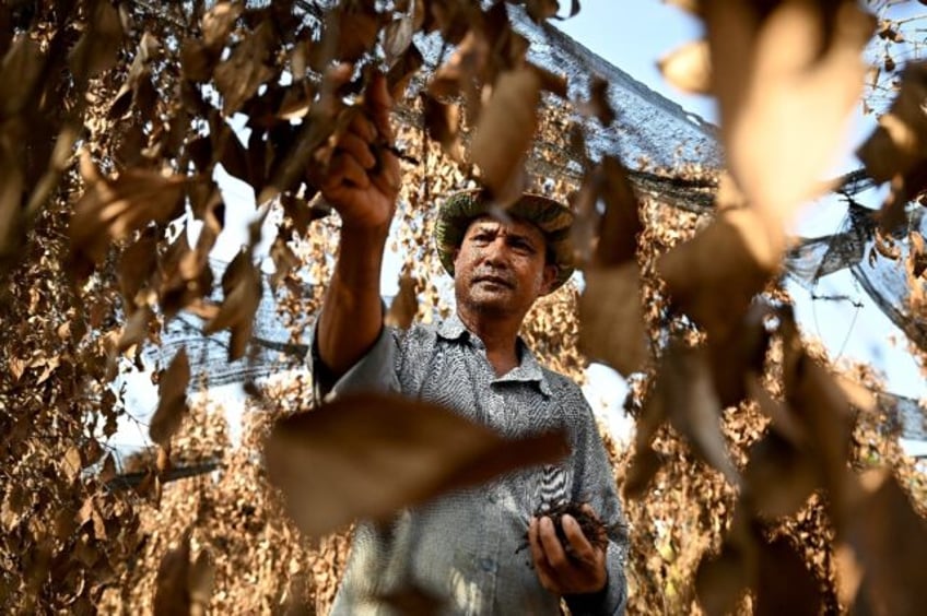 "It is so hot this year, no rains, and we have no water to water the pepper plants," says