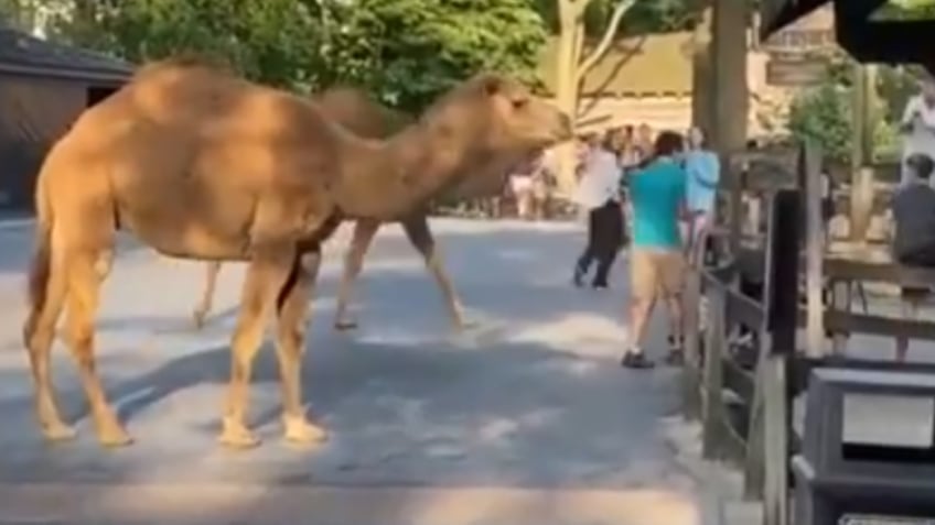 Wide shot of camel at park