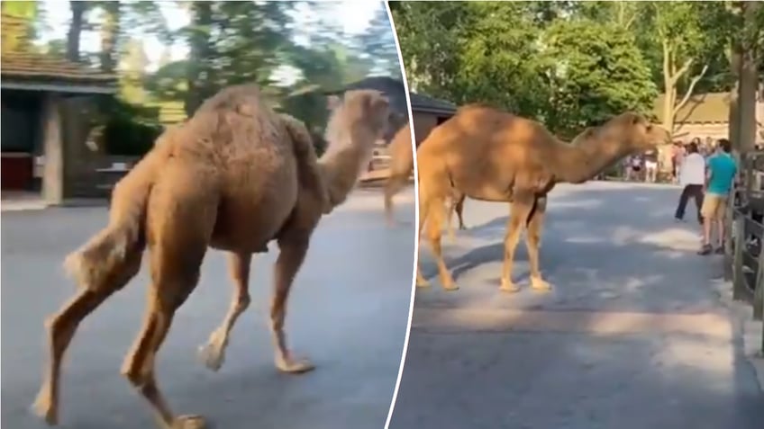 Split image of camels walking around