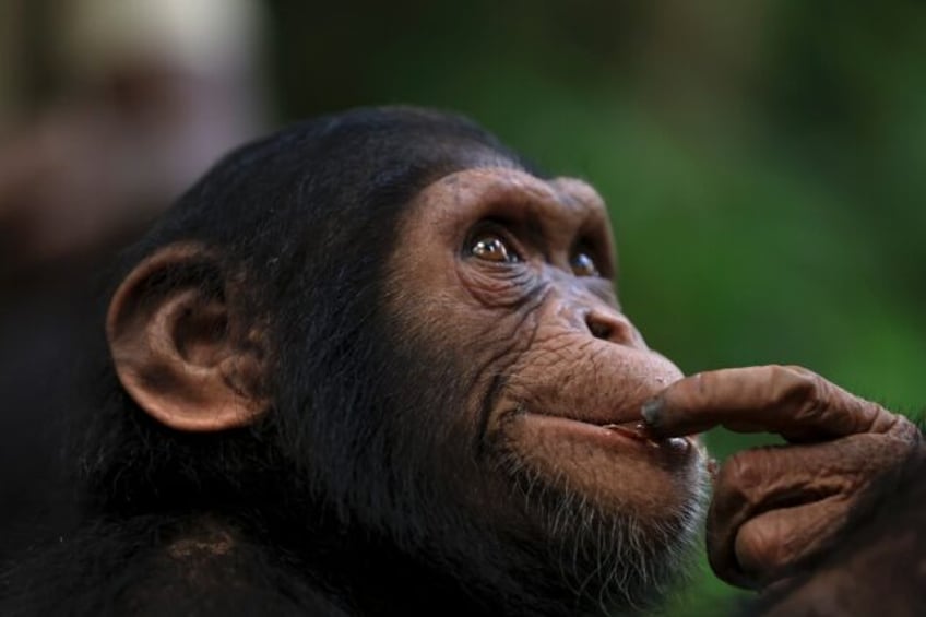 Papaye International offers young chimps a safe home on islands in the Douala-Edea Nationa