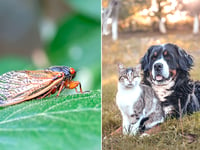 'Can my pet eat cicadas?' Expert reveals what to do if your dog or cat gets hold of this insect