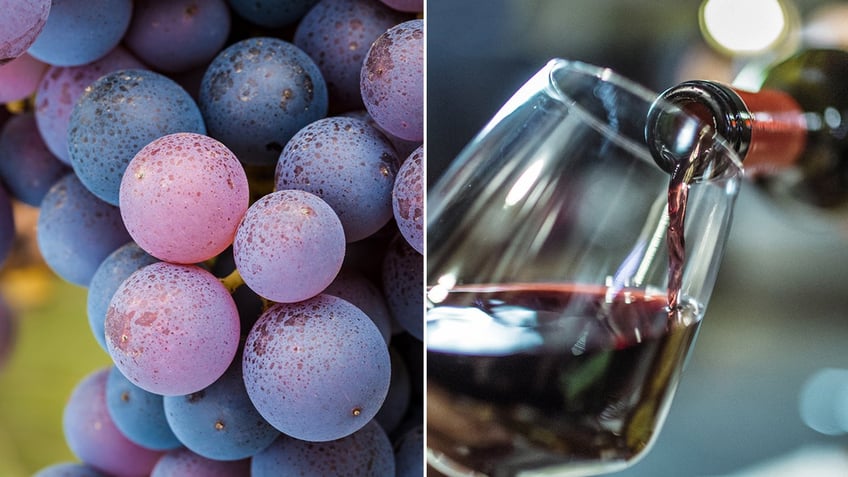 Pinot noir grapes are shown up close in a vineyard. They are used to make red wine.