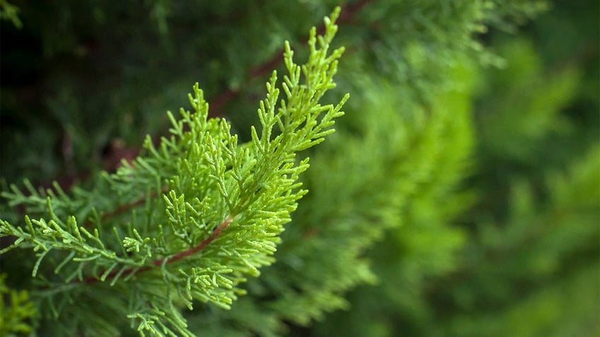 Cypress tree closeup