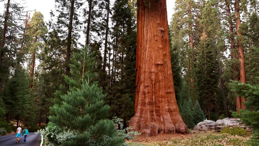 A tree and visitors in Sequoia National Park