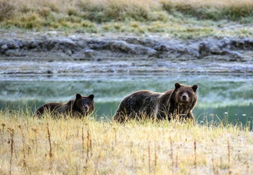 Canada has partially reversed a nearly two-decade ban on hunting grizzly bears in Alberta