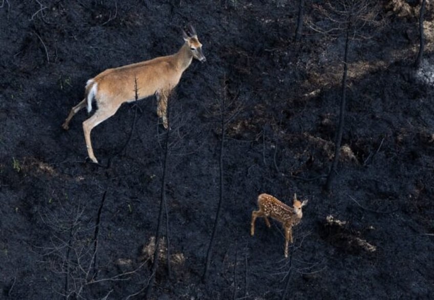 canadas wildfires take devastating toll on wildlife