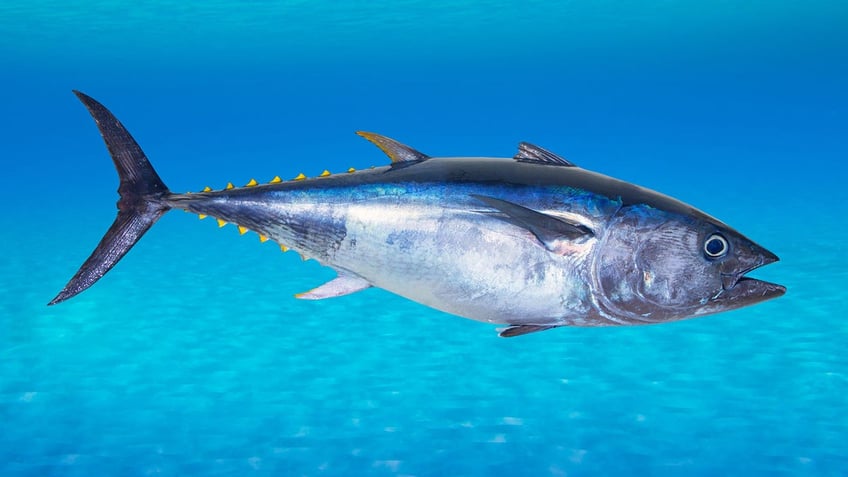 Bluefin tuna Thunnus thynnus underwater