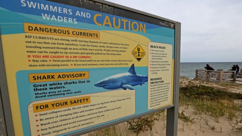 cape cod shark activity closes beach to swimming