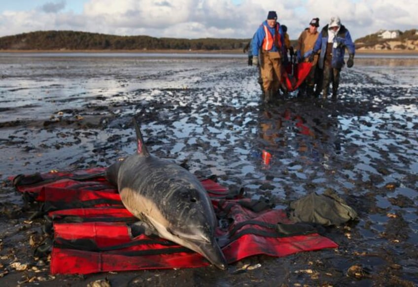 cape cod strands more dolphins than anywhere else now theyre getting their own hospital