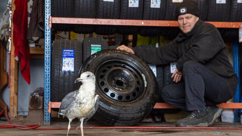 Man and seagull in mechanic shop