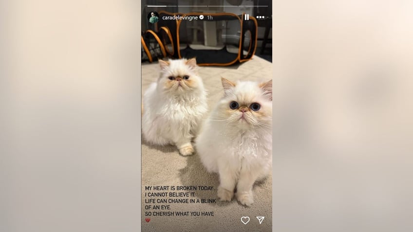 A photo of Cara Delevingne's cats