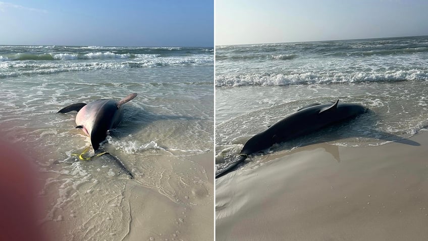 dead great white shark on beach