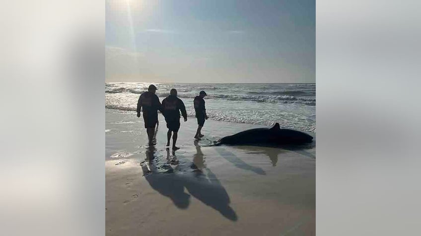 dead great white carcass removed