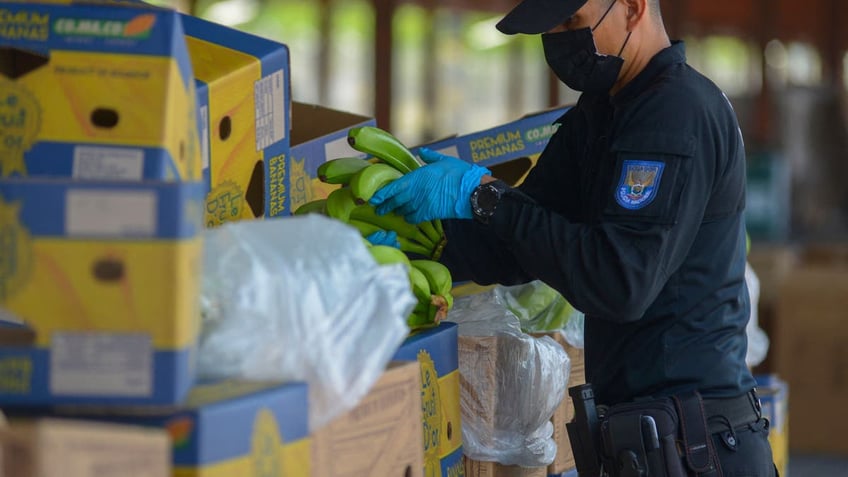 cartels exploit banana trade to smuggle cocaine from latin america report