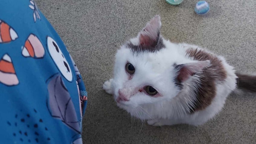 missing cat of 12 years reunites with owner