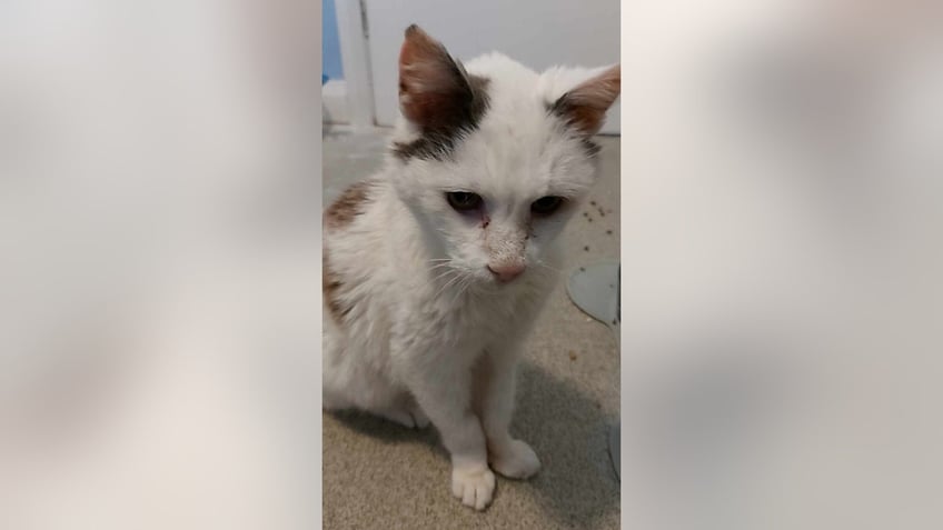 owner reunited with missing cat of 12 years