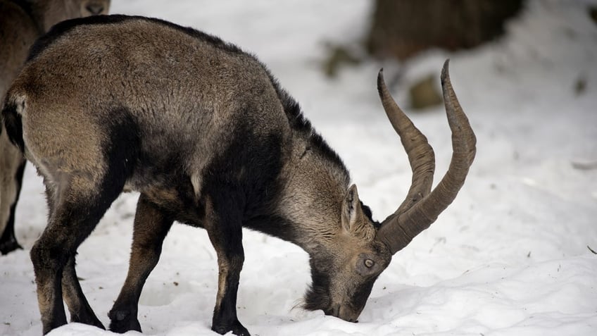 Pyrenean Ibex