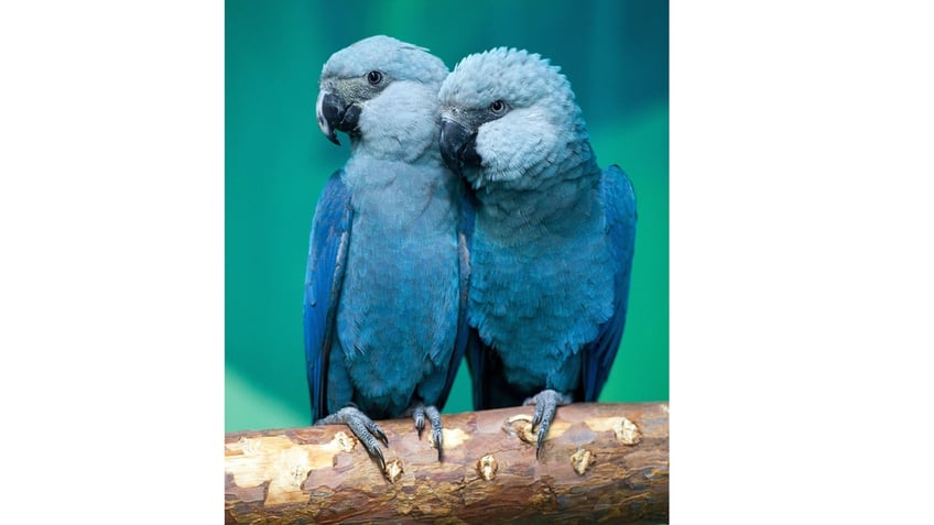 Two Spix's macaws