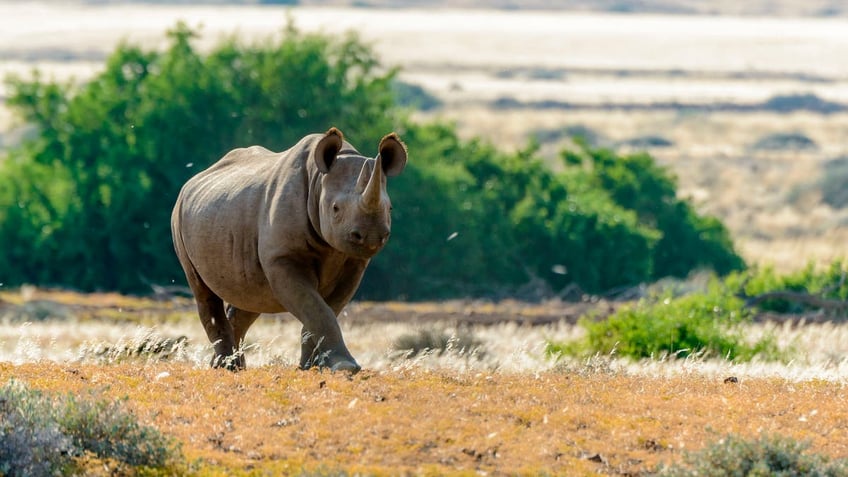 South Western Black Rhinoceros