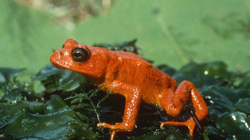 Golden toad