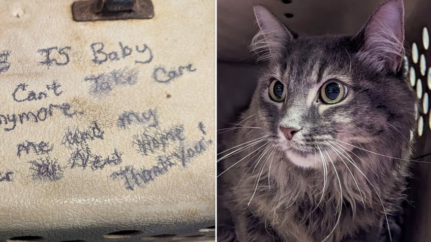 cats left at north carolina shelter with heartbreaking note my mom cant take care of me anymore