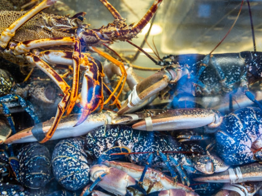 Tank with fresh lobsters and crabs, Santiago de Compostela, A Coruña, Galicia, Spain (Stock photo via Getty)