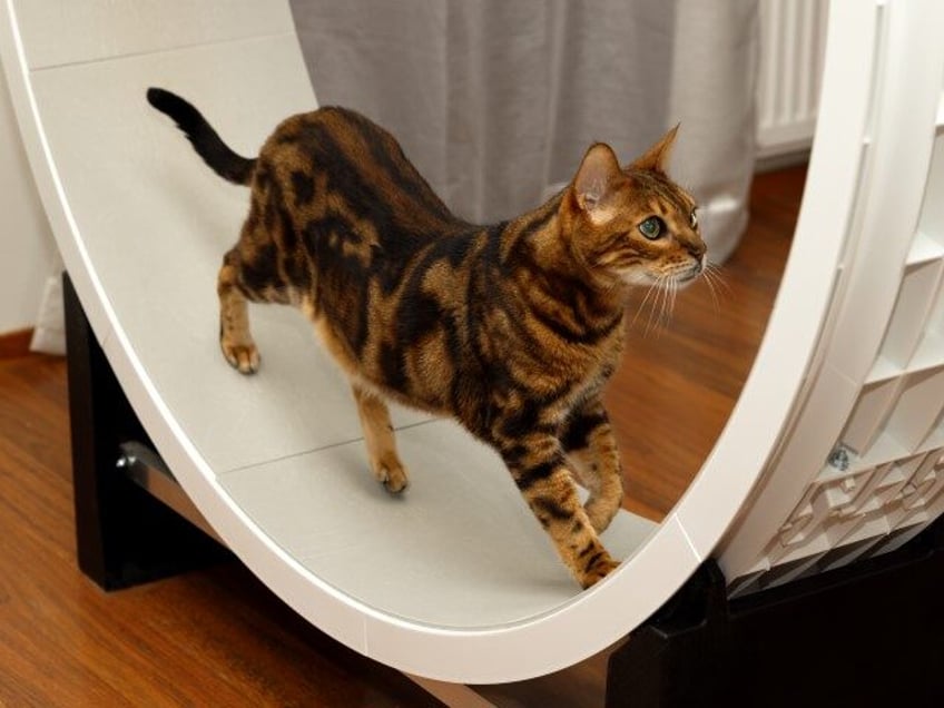 A cat is walking on a treadmill.