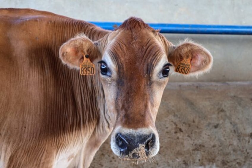 An outbreak of foot-and-mouth disease has devastated cattle in Libya