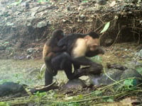 Caught on camera, capuchin monkeys kidnap howler monkey babies