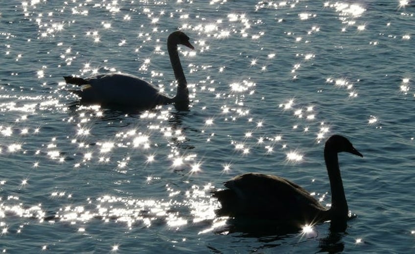 caution black swan crossing
