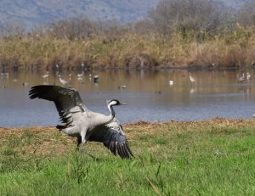 CDC: 'Close contact' of Mo. bird flu patient also ill, but human transmission unlikely